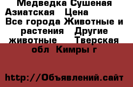 Медведка Сушеная Азиатская › Цена ­ 1 400 - Все города Животные и растения » Другие животные   . Тверская обл.,Кимры г.